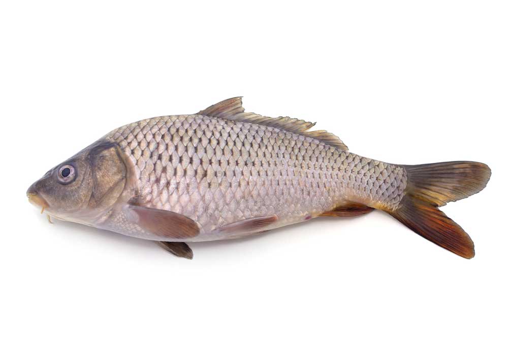 Is Fish Good For Dogs