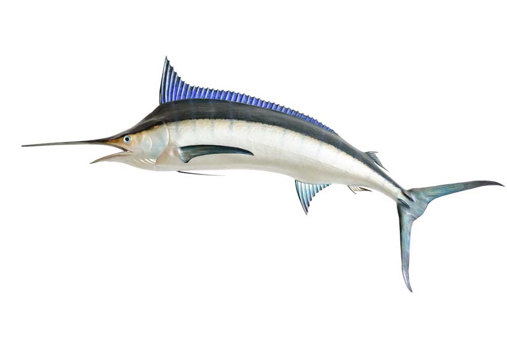 What Fish Can Dogs Eat?