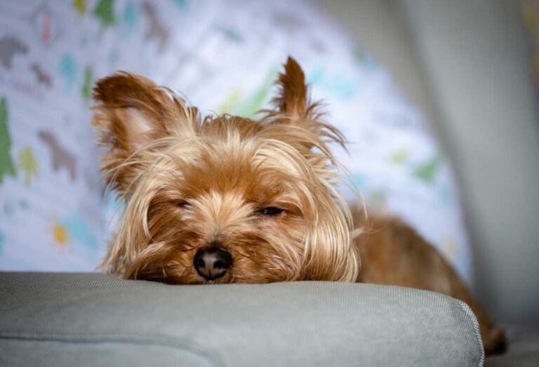 Home Remedies for Dog Lethargy