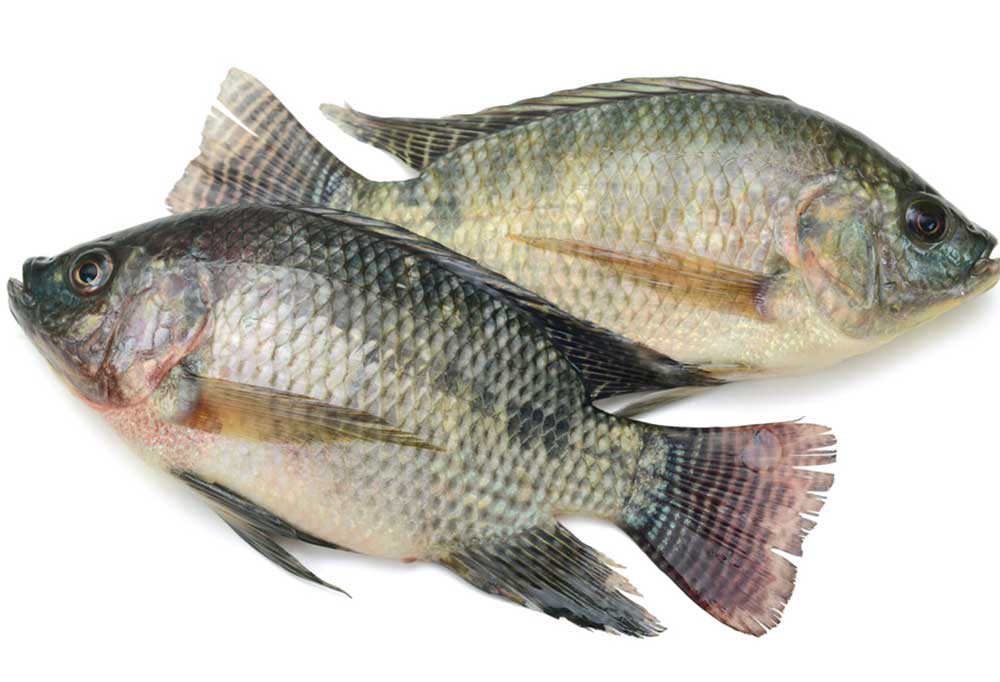 What Fish Can Dogs Eat?