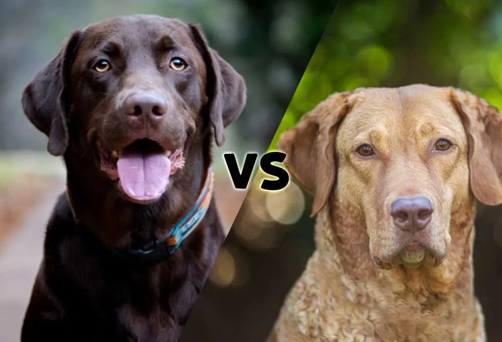 Do Labrador Retriever Bark A Lot