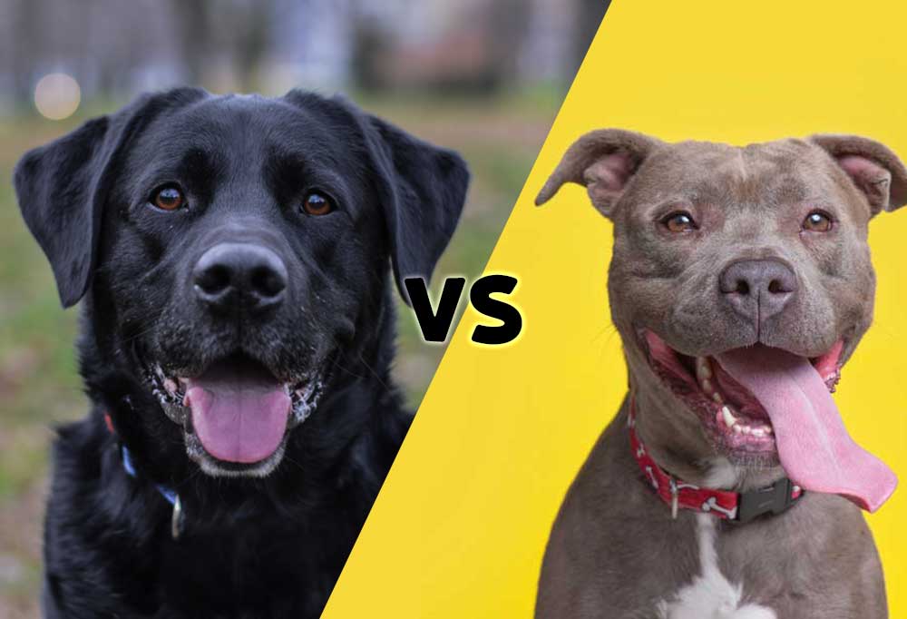 Labrador Retriever vs. Pitbull