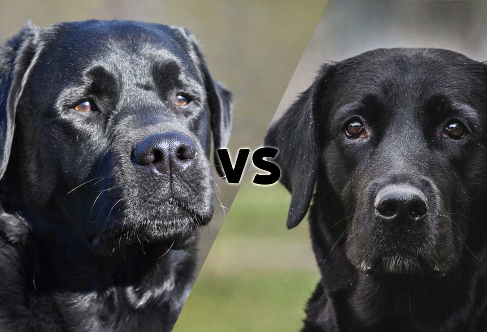 Labrador Retriever vs. English Lab