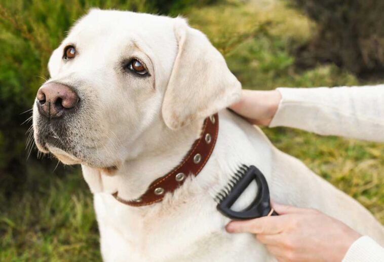 Do Labrador Retrievers Shed?