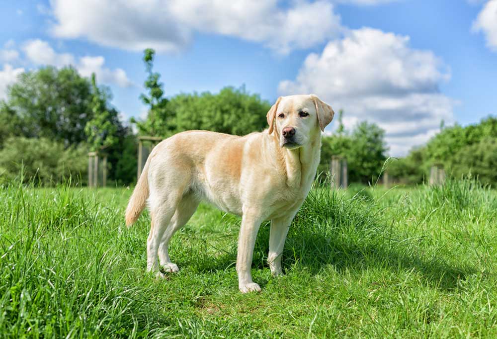 How Long Does a Labrador Retriever Live?