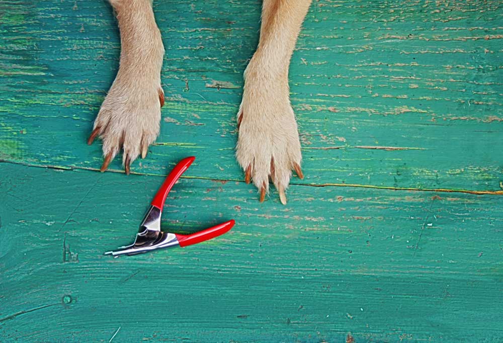 What to Do About Extremely Overgrown Dog Nails?