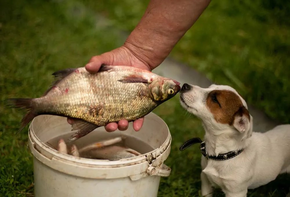 Can Dogs Eat Fresh Caught Fish