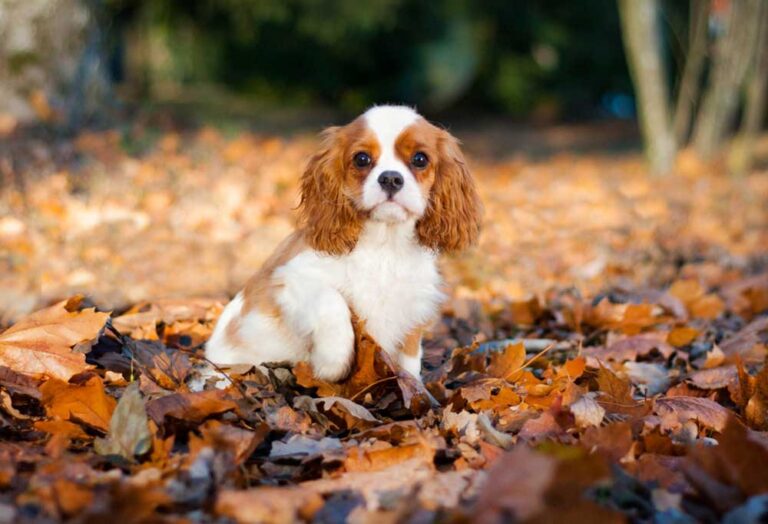 How Much Do King Charles Cavalier Puppies Cost?