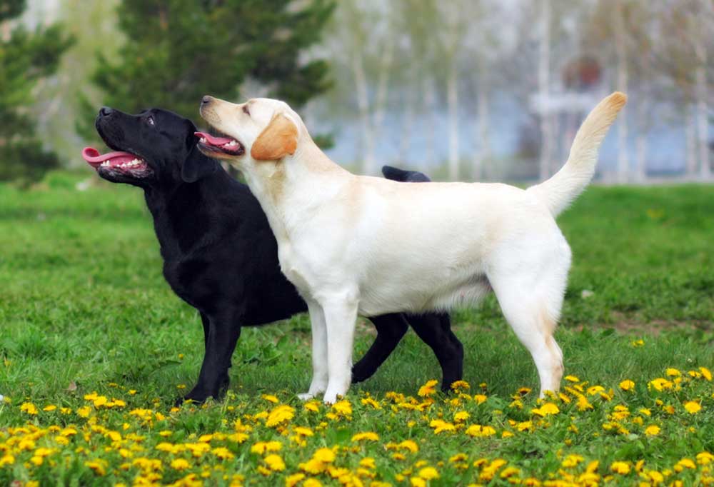 Labrador Retriever Male vs. Female
