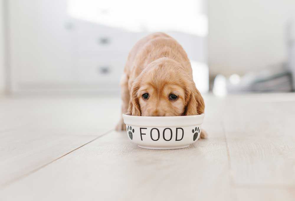 Fish Based Puppy Food