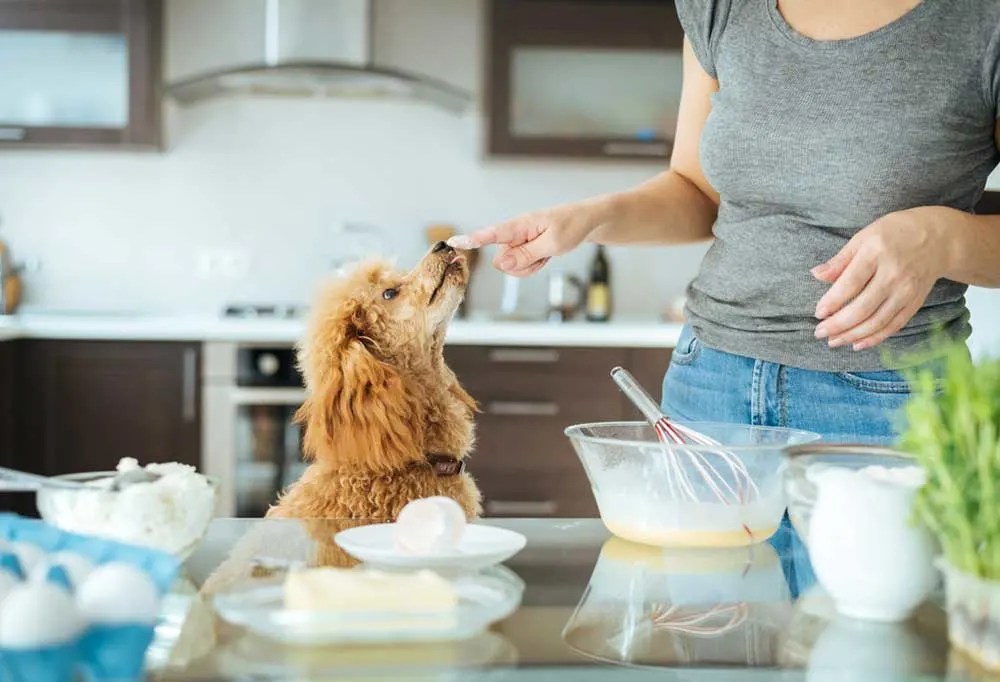 Can I Cook For My Puppy