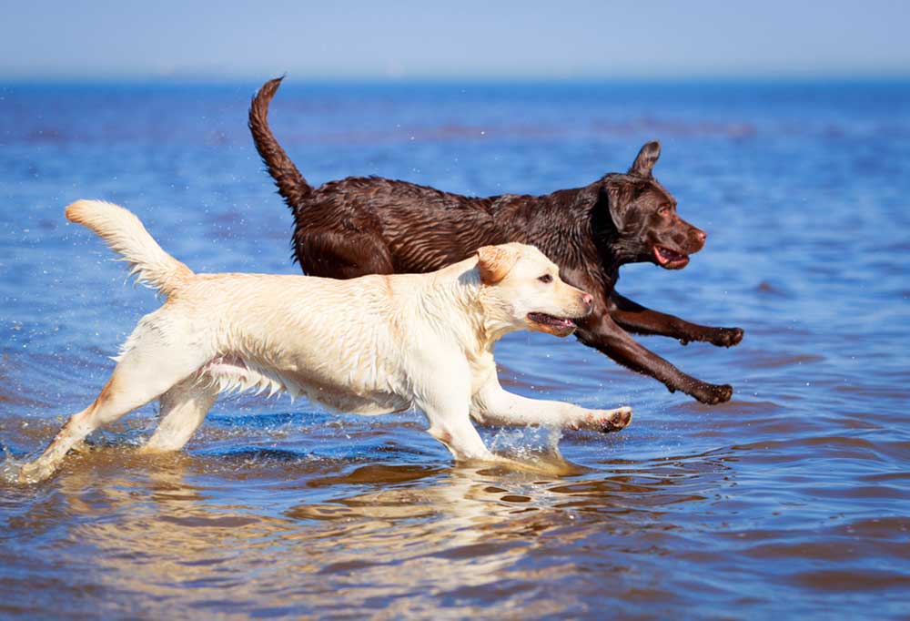 Border Collie vs. Labrador Retriever
