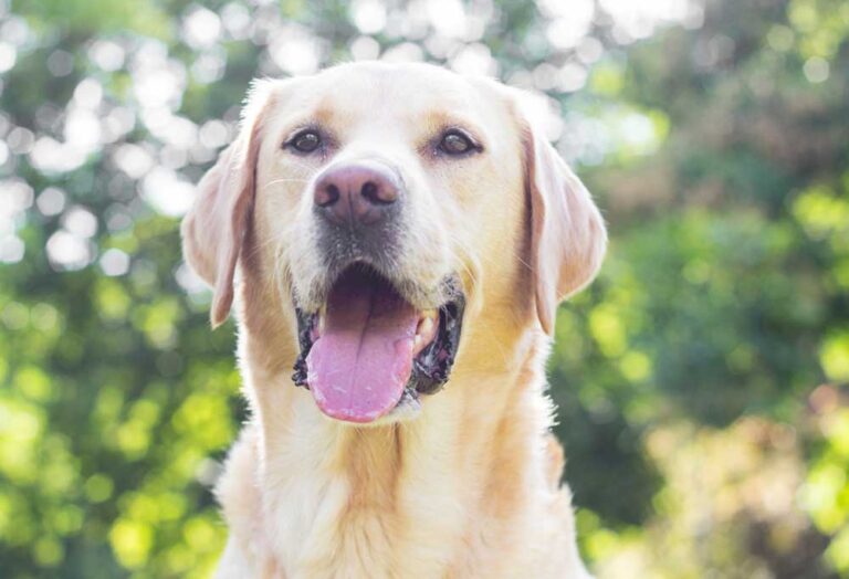 Border Collie vs. Labrador Retriever