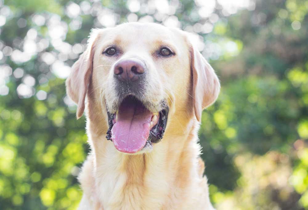 Border Collie vs. Labrador Retriever