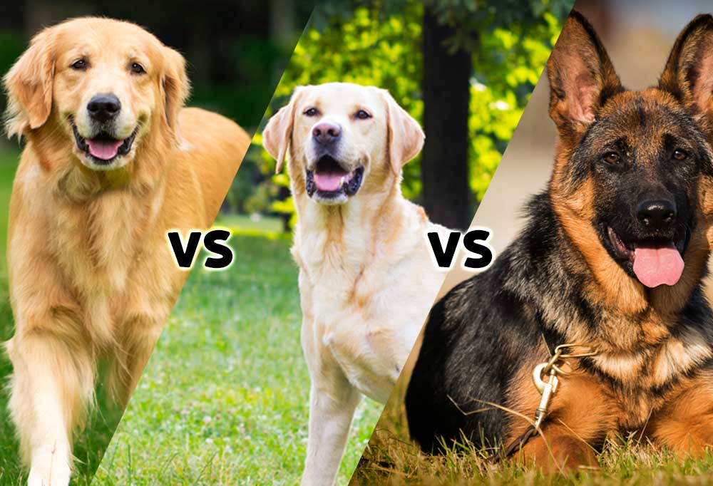 Golden Retriever vs. Labrador vs. German Shepherd