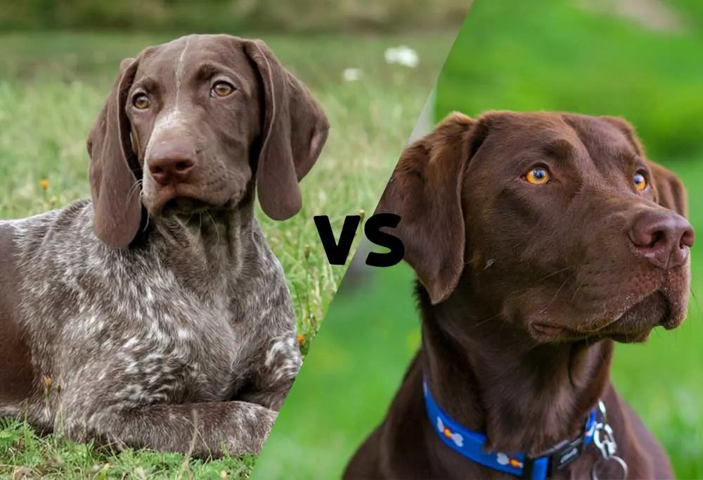 Are German Shorthairs Good Family Dogs