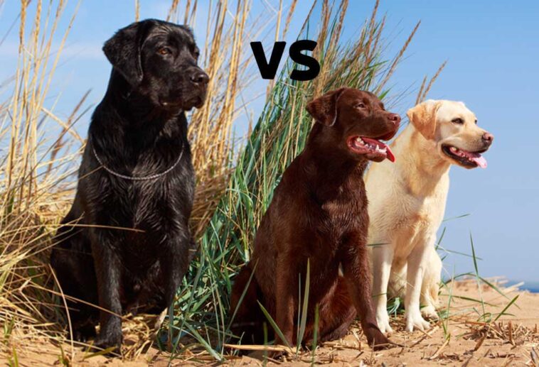 Labrador Retriever vs. Black Lab