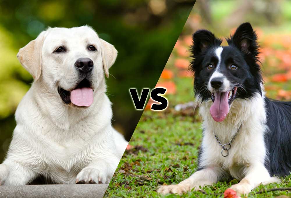 Border Collie vs. Labrador Retriever