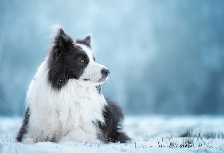 Border Collie vs. Labrador Retriever