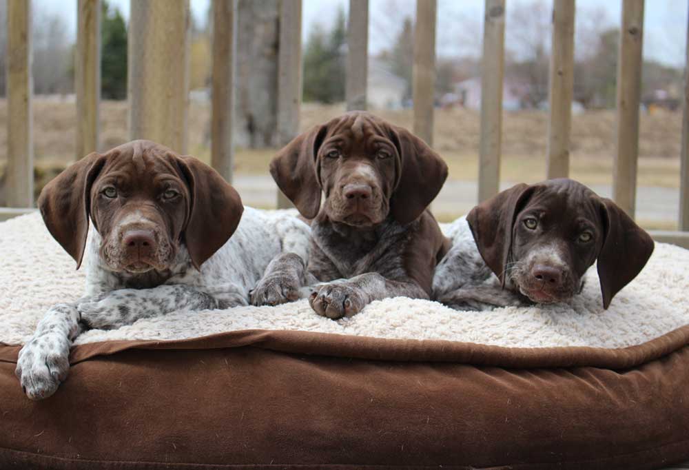 Labrador Retriever vs. German Shorthaired Pointer