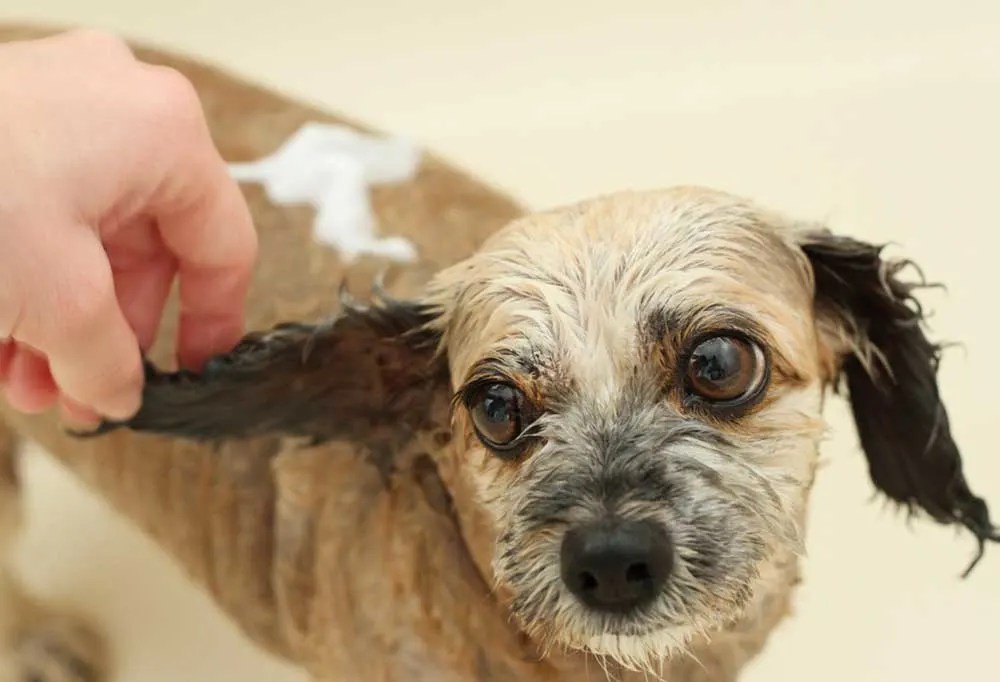 Why Do Old Dogs Lose Hair