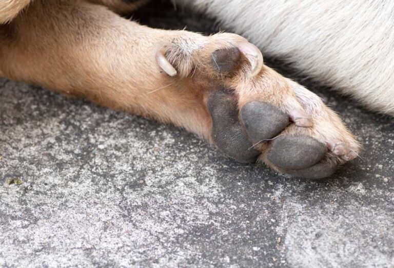 What to do with a Broken Dew Claw That’s Not Bleeding?