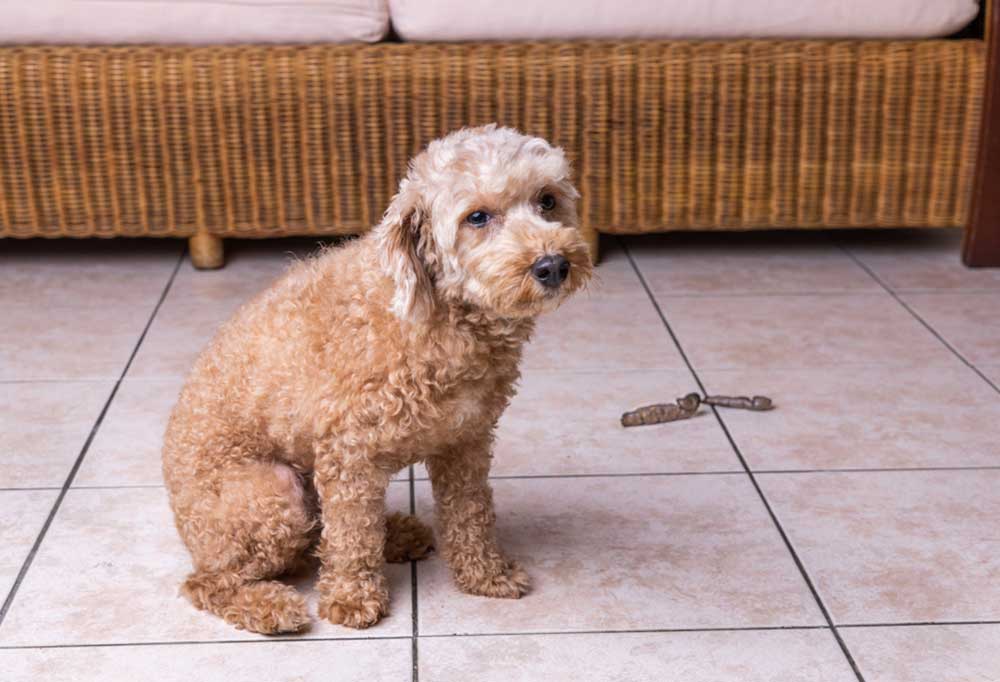 Older Dog is Pooping in the House (WHAT TO DO)