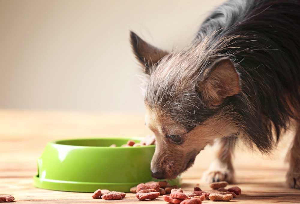 Help! My Senior Dog is Always Hungry