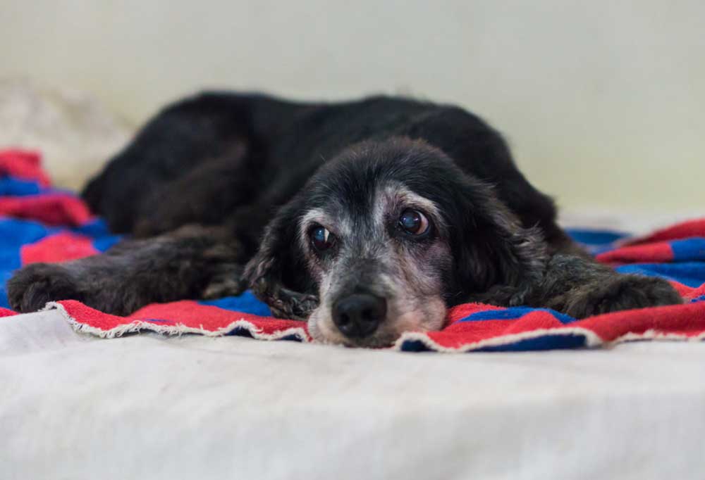 Help! My Senior Dog is Not Sleeping at Night