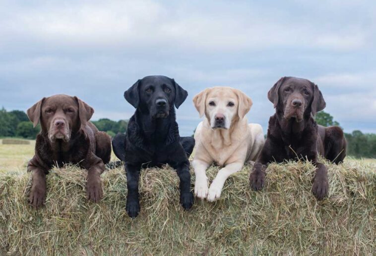 Which Color Labrador Retriever is Best?