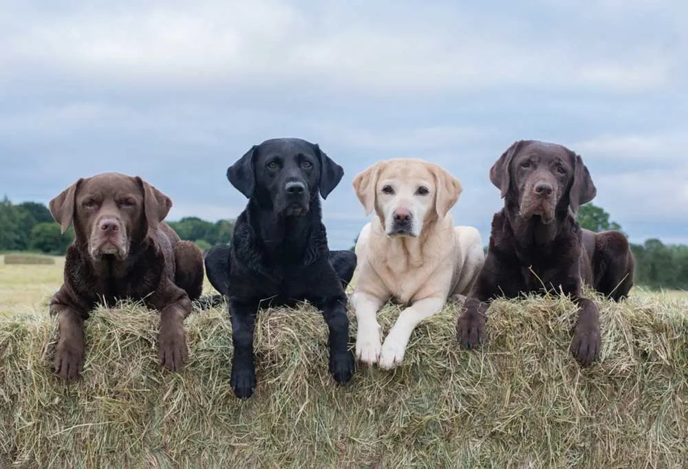 What Colour Will My Labrador Puppies Be