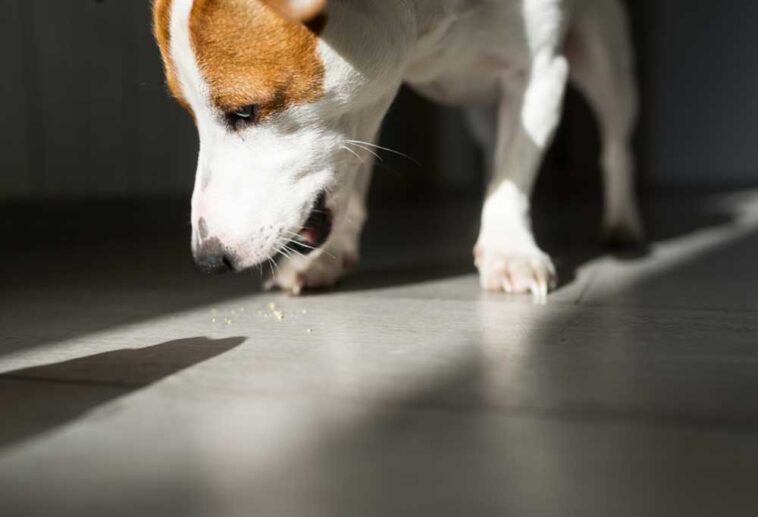 Help! My Senior Dog is Licking the Floor