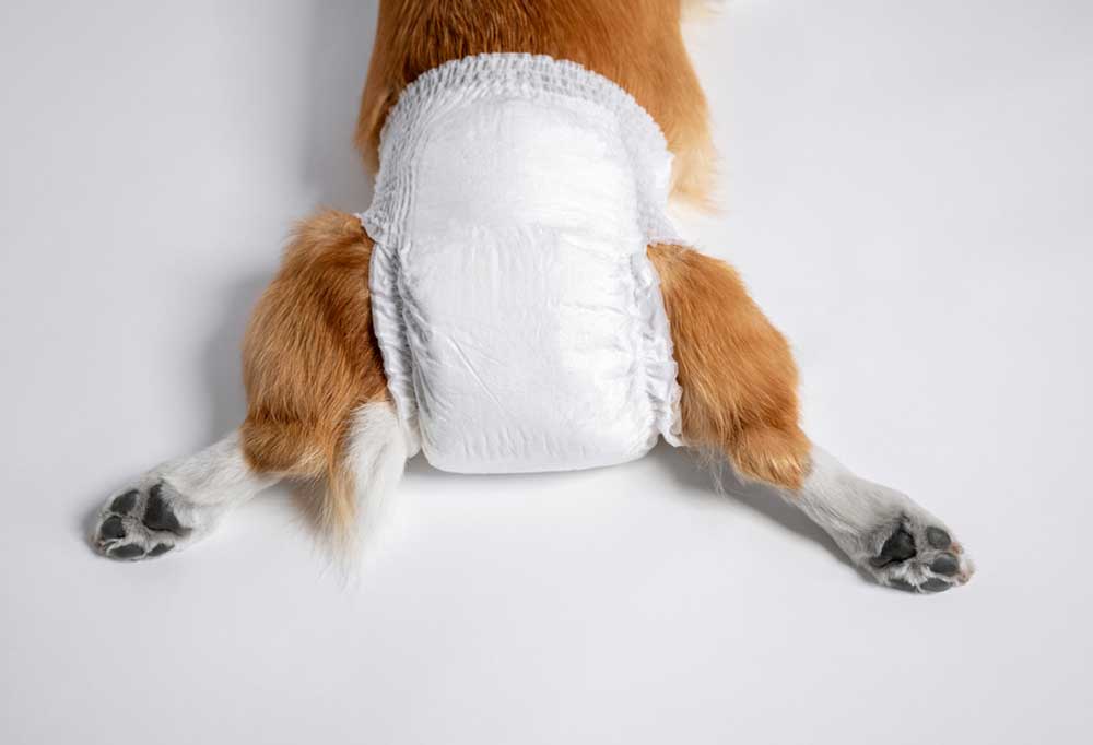 Senior Dog Incontinence