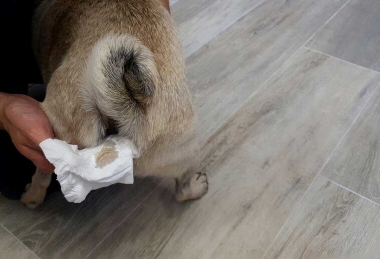 Help! My Senior Dog Smells Bad