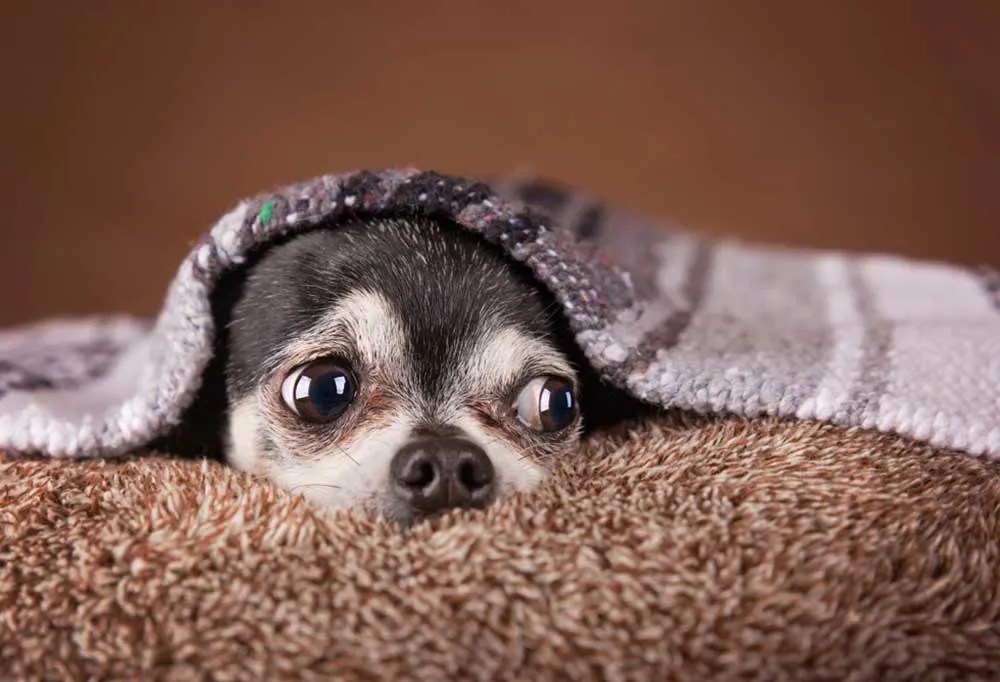 Should I Leave A Light On For Puppy At Night