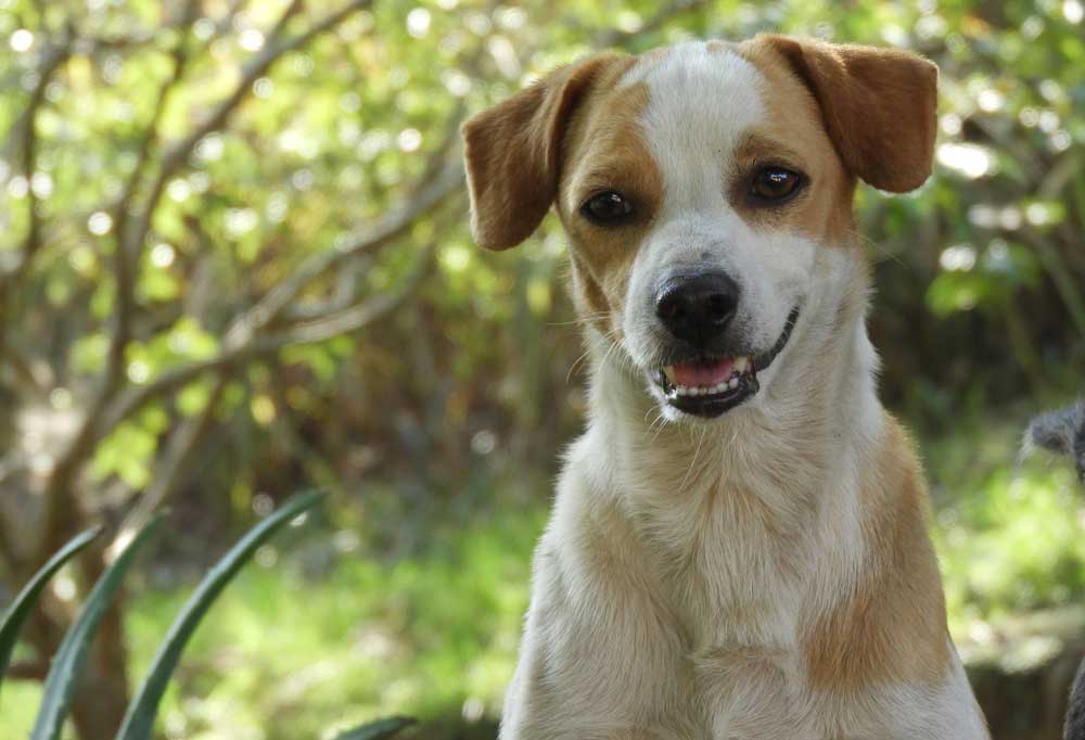 Help! My Senior Dog Smells Bad