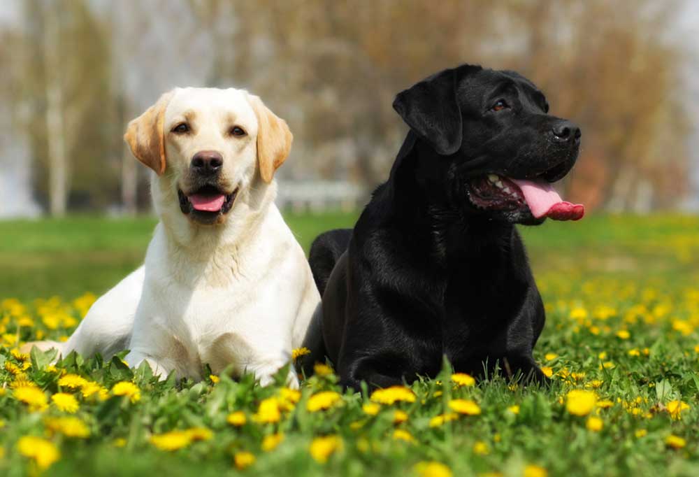 Bernese Mountain Dog vs. Labrador Retriever