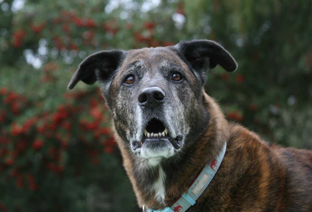 Help! My Senior Dog’s Bark Sounds Hoarse