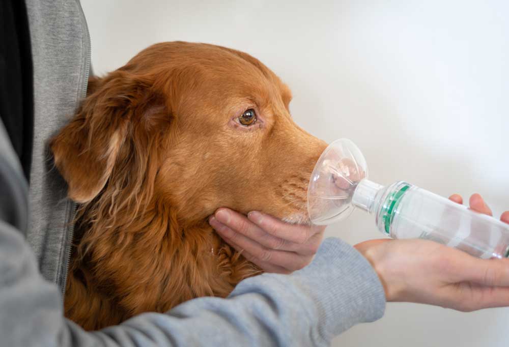 Help! My Senior Dog is Coughing at Night