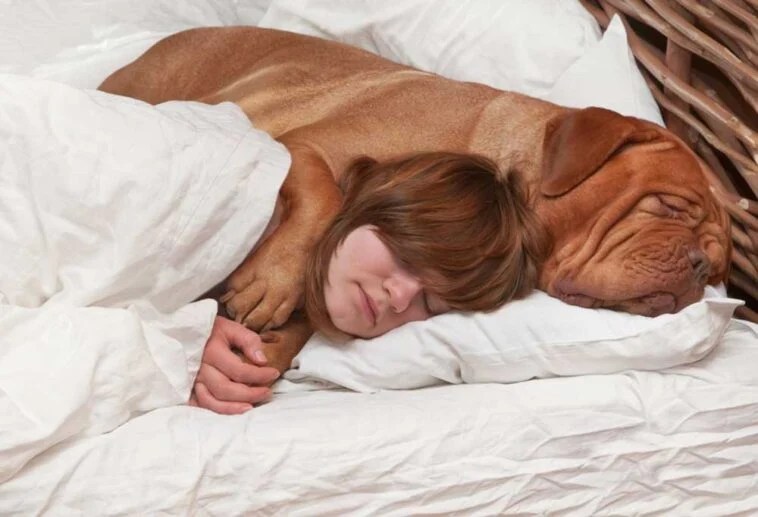 Help! My Senior Dog is Pacing at Night