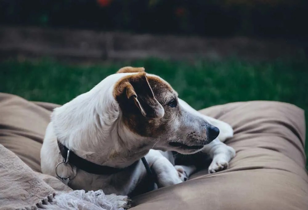 Help! My Senior Dog is Pacing at Night