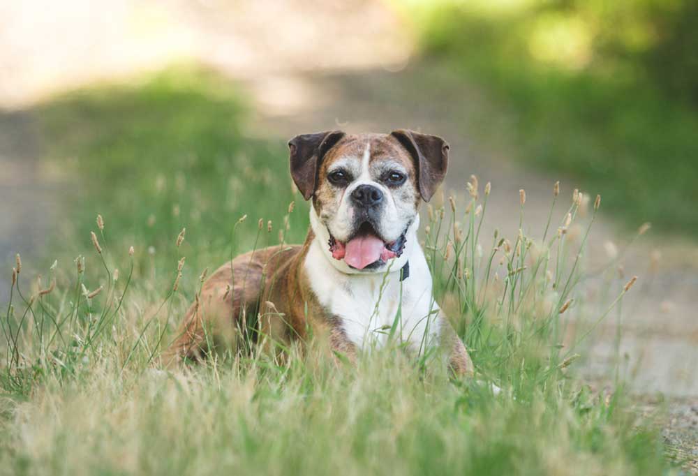 Help! My Senior Dog Needs to Gain Weight