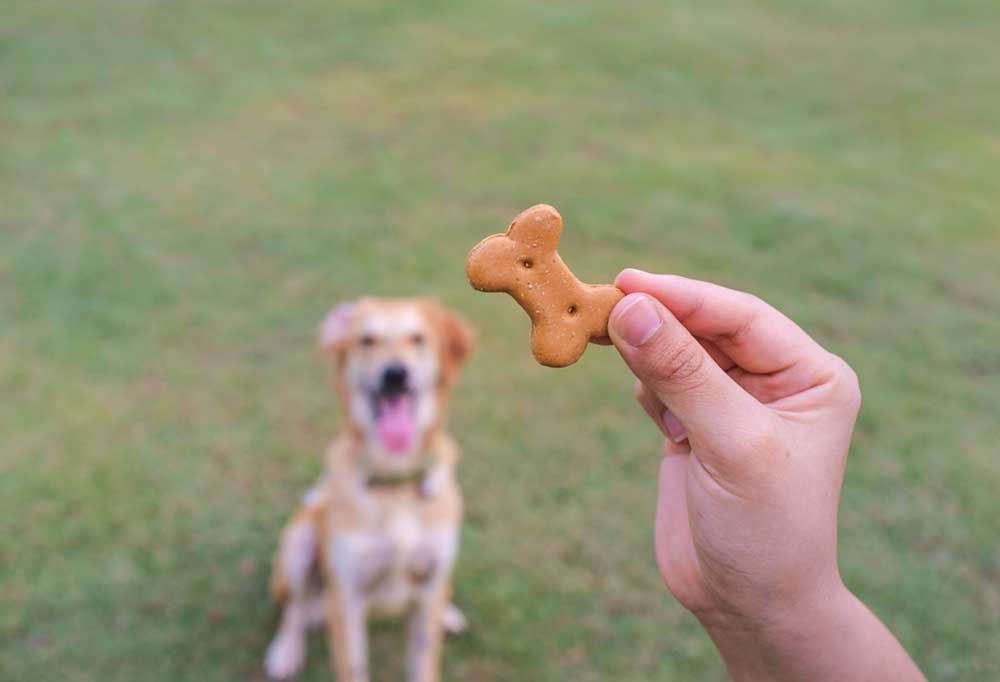 Best Senior Dog Treats