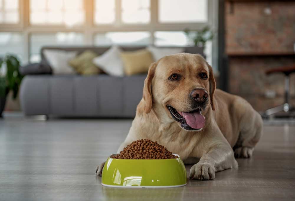 Best Senior Dog Food for Kidney Health
