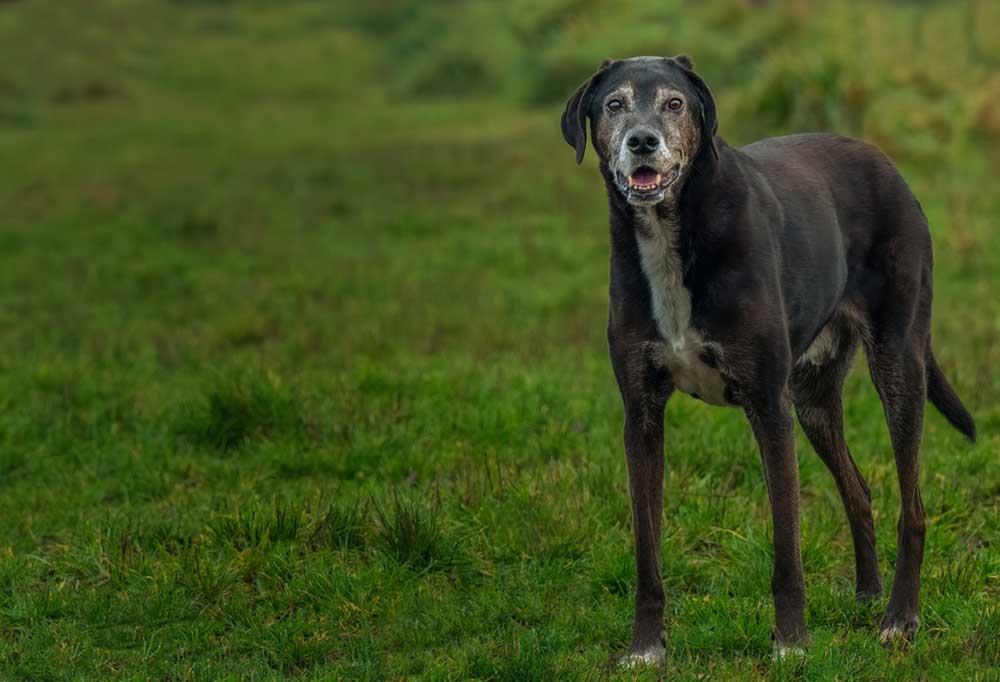 Best Senior Dog Joint Care