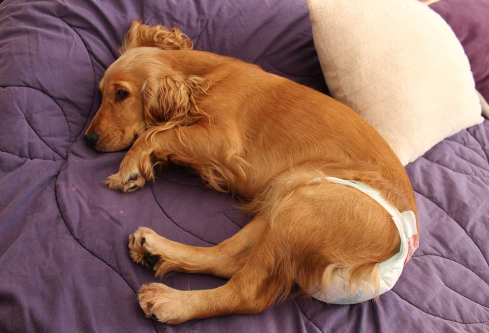 Help! My Senior Dog has Incontinence While Sleeping