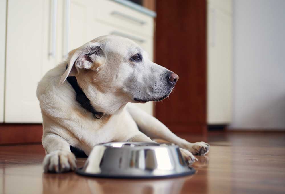 What is a Senior Dogs Nutritional Needs?