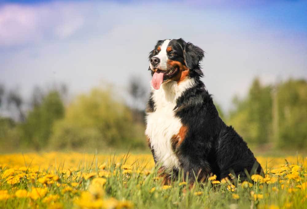 Can My Senior Dog be in Heat?