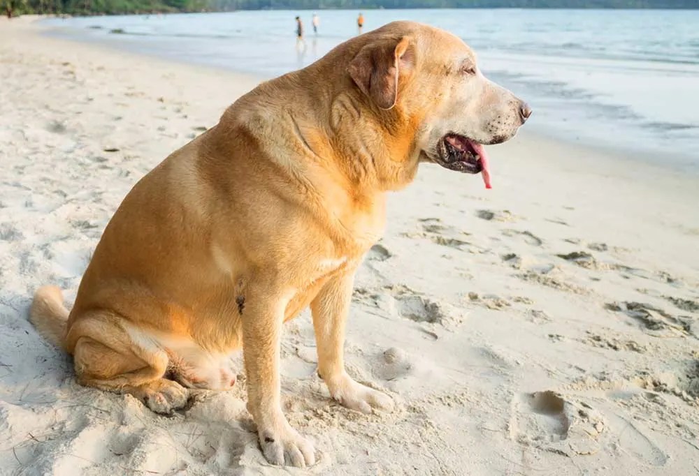 Why Do Old Dogs Groan