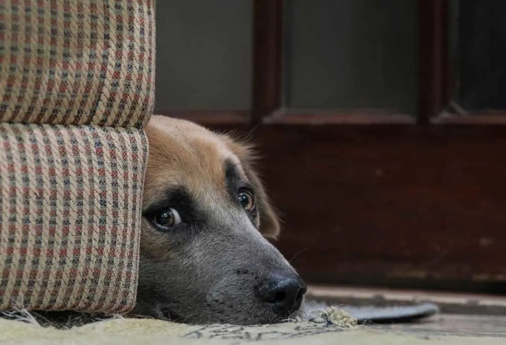 Help! My Senior Dog is Pacing at Night